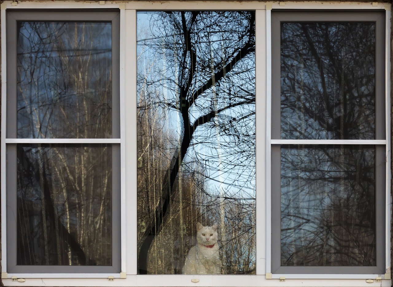 кот