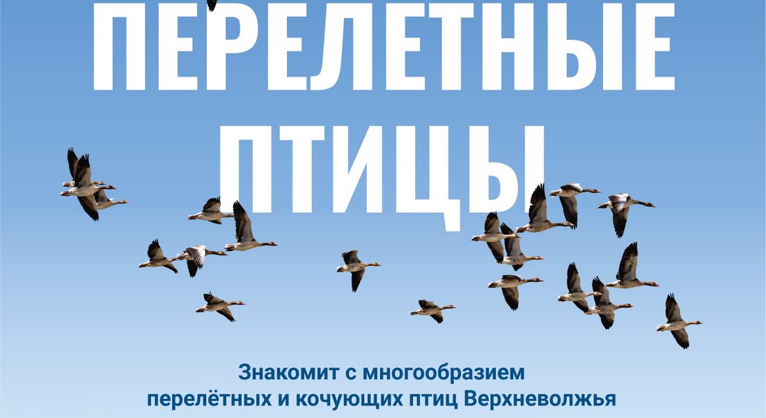 т