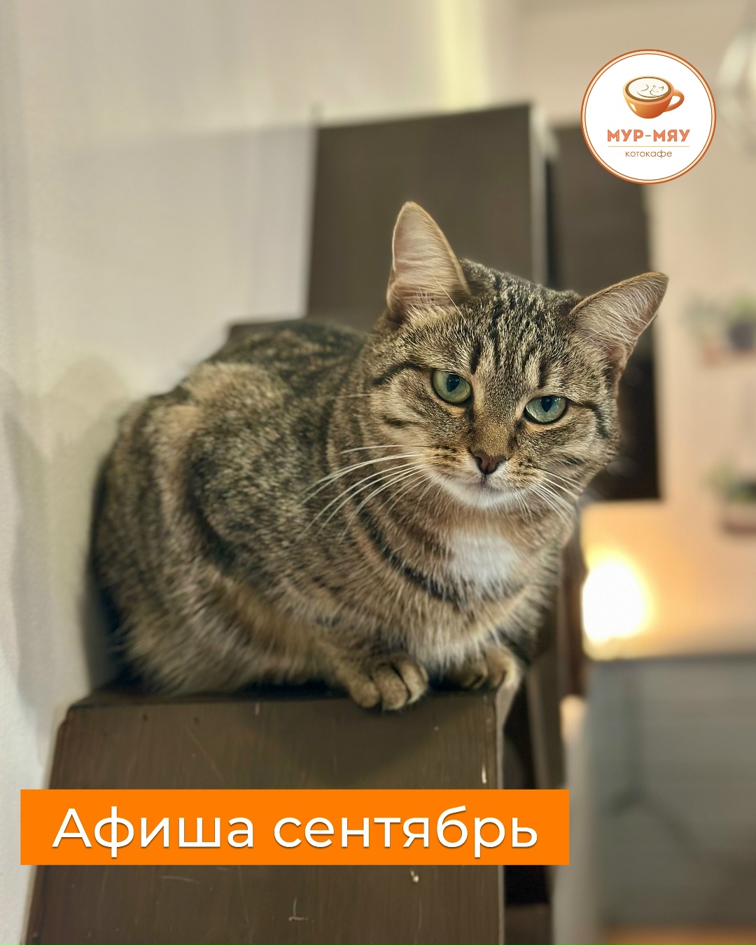 м