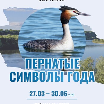 т